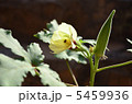 オクラ 5459936