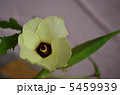 オクラ 5459939