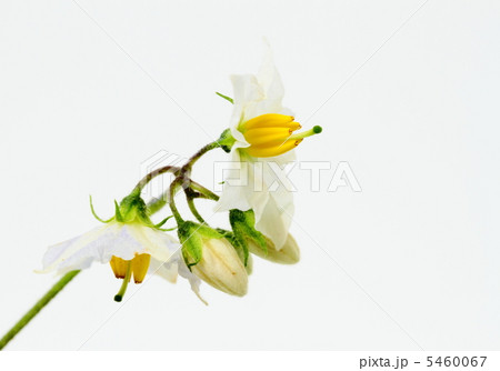 悪茄子の花 悪茄子の花 5460067