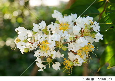 百日紅 白 花言葉 敬愛 Indian Lilac White の写真素材