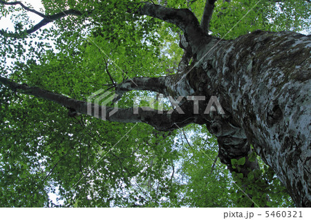白神山地のマザーツリー 5460321