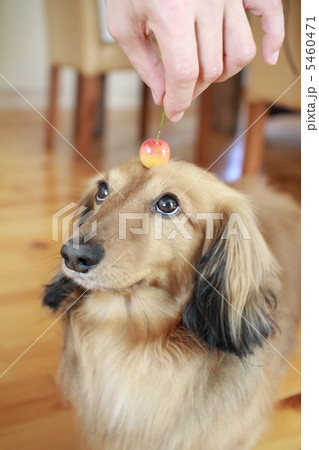 サクランボをお預け中のミニチュアダックス　シェーテッドレッド 5460471