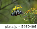 蜜を食すアサギマダラ 5460496