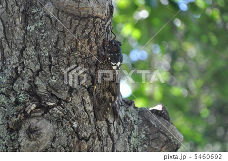 柿の木で休息のアブラゼミ 柿の木で休息のアブラゼミ 5460692