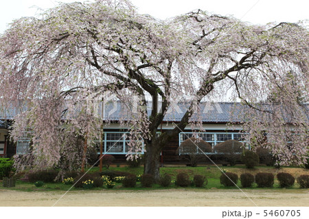 木造校舎と枝垂れ桜 5460705