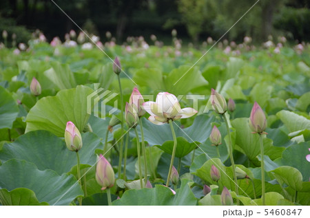 ハス池 ハス池 5460847