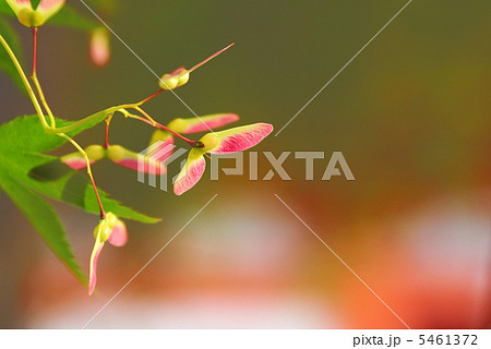 モミジの種 5461372