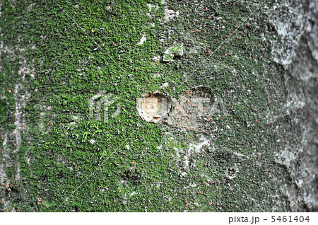 木の幹の苔 5461404