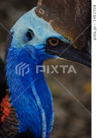 ヒクイドリの顔 ヒクイドリの顔 5461508