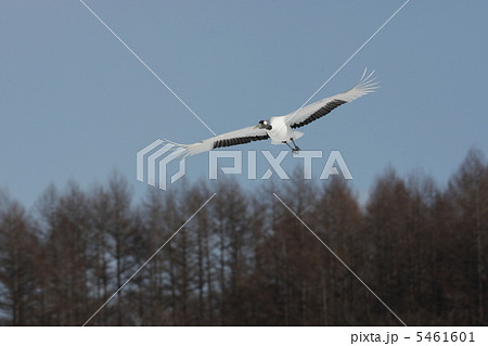 タンチョウツル 5461601