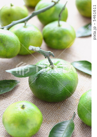 青みかん 青みかん 5461611