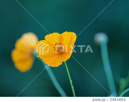 黄花コスモス 5461663