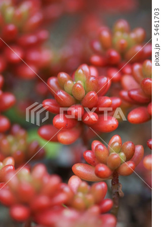 セダム虹の玉　秋から春は赤い葉です。 5461703