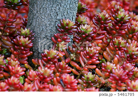 セダム虹の玉 秋から春は赤い葉です の写真素材