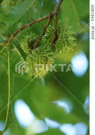 プチモンブランケーキのような椚の実 プチモンブランケーキのような椚の実 5461800