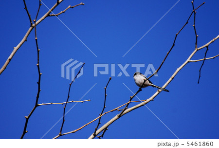 柄長 エナガと申します。 都心の公園にもいます。 柄長 エナガと申します。 都心の公園にもいます。 5461860