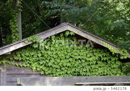 蔦の這う小屋 5462176