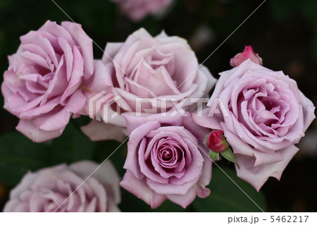 バラのブルー・ムーン バラのブルー・ムーン 5462217