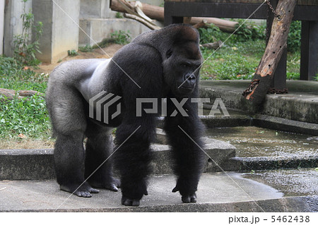 絶滅危惧種　ニシゴリラの雄 5462438