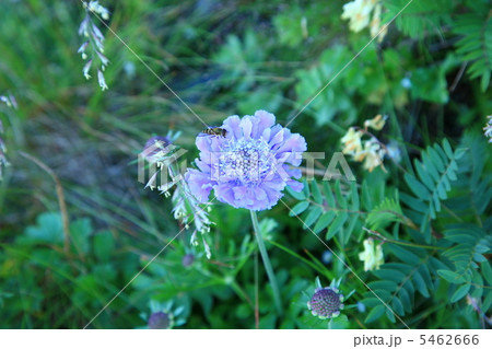 高山植物 5462666