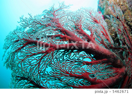 イソバナガニとイソバナ イソバナガニとイソバナ 5462671