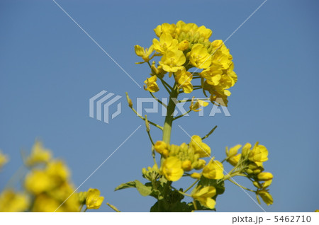 菜の花 菜の花 5462710