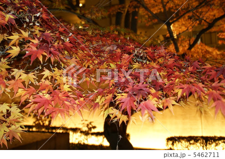 紅葉 紅葉 5462711