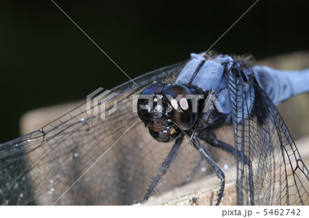 ムシの顔 ~オオシオカラトンボ~ ムシの顔 ~オオシオカラトンボ~ 5462742