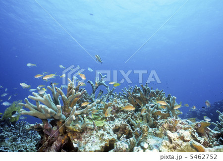 サンゴと熱帯魚 サンゴと熱帯魚 5462752