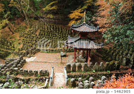 京都　愛宕念仏寺の秋 5462905