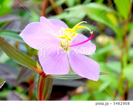 紅色の雌しべがかわいいノボタンの花 紅色の雌しべがかわいいノボタンの花 5462908