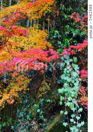 紅葉 5462988