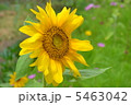 ひまわり 5463042