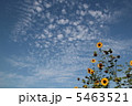 ひまわり 5463521
