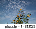ひまわり 5463523