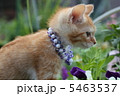子猫 5463537