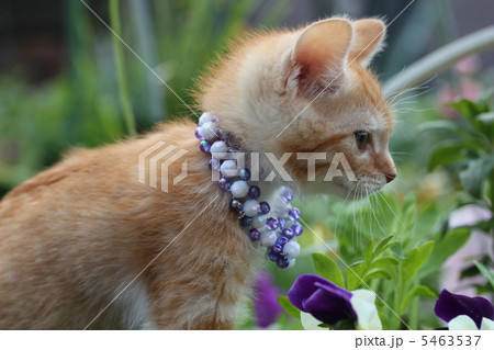 子猫 子猫 5463537