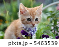 子猫 5463539
