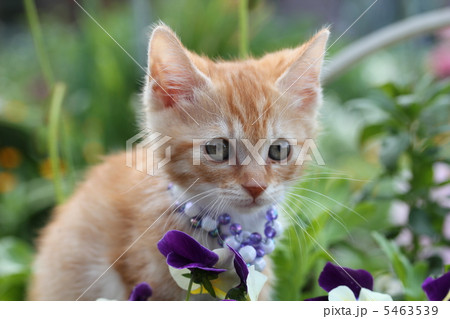 子猫 子猫 5463539
