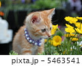 子猫 5463541