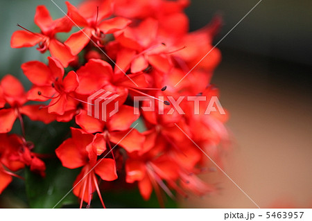 クレロデンドルム・スプレンデンス クレロデンドルム・スプレンデンス 5463957