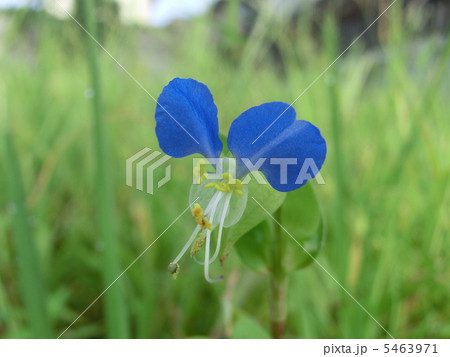 ツユクサ 5463971