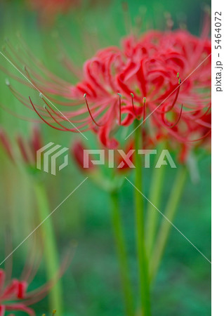 彼岸花 彼岸花 5464072