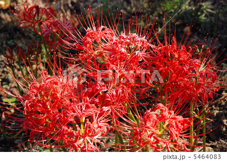 夕陽を浴びる彼岸花 夕陽を浴びる彼岸花 5464083