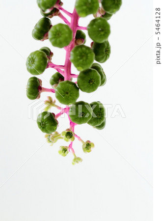 洋種山牛蒡の未熟な果実と花 5464128