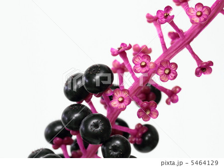 洋種山牛蒡の果実と萼 5464129