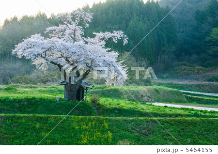 早朝の原風景（小沢の桜） 5464155