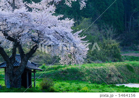 早朝の原風景(小沢の桜) 早朝の原風景(小沢の桜) 5464156