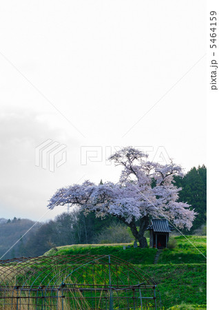 早朝の原風景（小沢の桜） 5464159