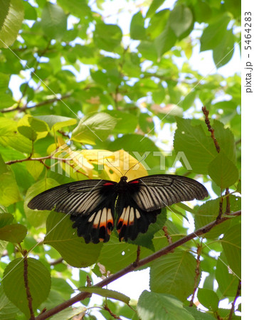 ナガサキアゲハ ナガサキアゲハ 5464283